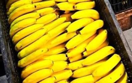 Funcionário de distribuidora de bananas de Araçatuba é indiciado pela Polícia Civil de Birigui por furto de mercadoria