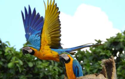 Arara-canindé poderá se tornar ave símbolo do turismo de Três Lagoas