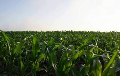 MP vai facilitar renegociação de dívidas do agro