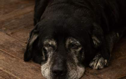 Os animais que passam anos aguardando uma família