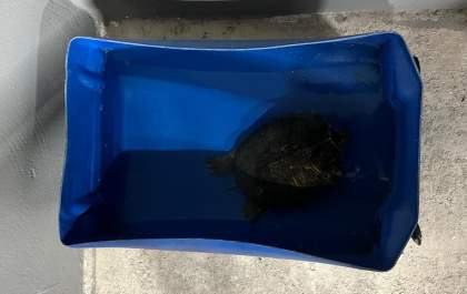 Polícia resgata tartaruga encontrada em casa no Traitu