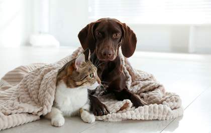 Frio do inverno muda a rotina e exige atenção com cães e gatos