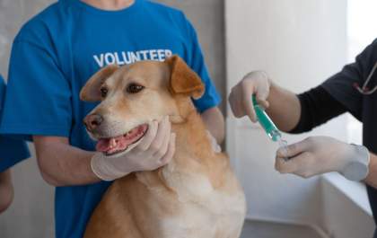 Saúde animal começa pela prevenção e passa pela vacinação