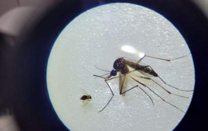 Ministério da saúde alerta para risco de dengue