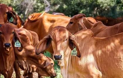 Brasil e União Europeia mantêm negociações sobre exigências sanitárias para produtos de origem animal