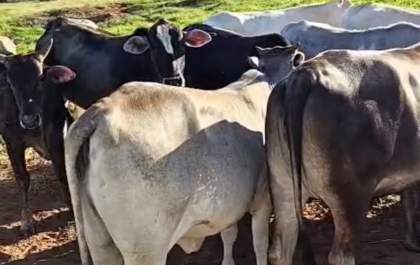PM prende suspeito e recupera 16 cabeças de gado furtadas
