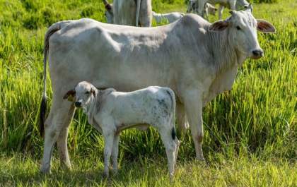 Iagro alerta para vacinação obrigatória contra brucelose