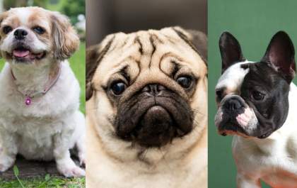 Shih Tzu, Pug e Buldogue podem ser proibidos no Brasil?