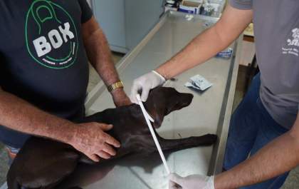 Araçatuba retoma troca de coleiras contra a leishmaniose em cães