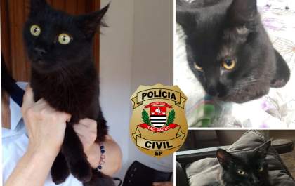 Polícia Civil identifica mulher como autora de furto de gato em Birigui