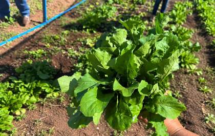 Projeto de Agronomia incentiva alimentação saudável