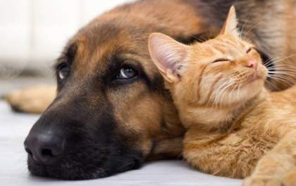 Senado avança com projeto que cria Estatuto dos Cães e Gatos