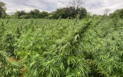 PF deflagra operação contra cultivo ilícito de maconha
