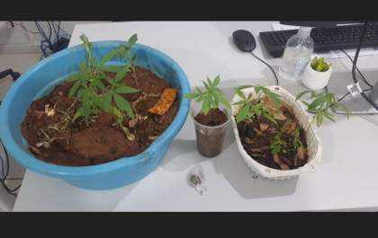 PM encontra pés de maconha em casa em distrito de Aracanguá