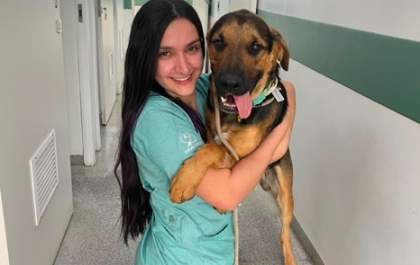 'Federal' se recupera após cirurgia de emergência na Clínica Meu Pet e aguarda adoção