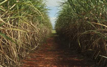 Safra de cana cresce e produção de etanol bate recorde
