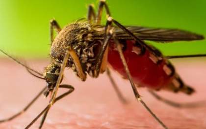 Rio Preto registra caso de Febre do Nilo Ocidental