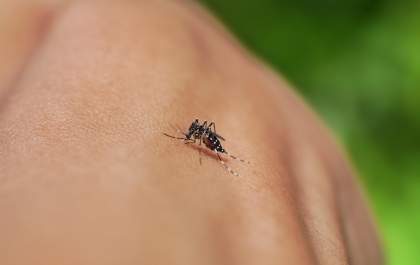 Dengue: veja sinais de alerta e diferenças para outras arboviroses