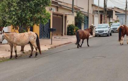Cavalos soltos preocupam moradores do Jardim Nova Esperança