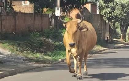 Depois de cavalos no Jardim Nova Esperança, moradores relatam animais soltos em outros bairros de Andradina