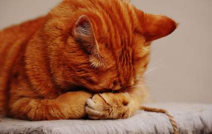 O silêncio dos gatos pode esconder sinais de dor e doenças