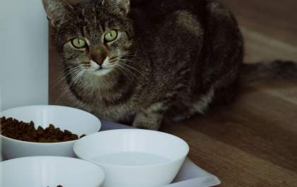 Seu pet está com fome ou apenas aprendeu a pedir comida?