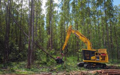 Suzano abre 77 vagas no setor florestal em quatro cidades de Mato Grosso do Sul