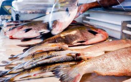 Semana do Pescado 2026 começa nesta terça-feira (1º) com ações para estimular consumo