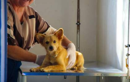 Feira de Adoção reúne cães em busca de um novo lar neste sábado