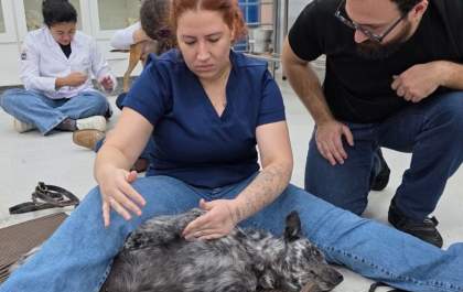 Liga promove atividades sobre fisioterapia e reabilitação de pequenos e grandes animais