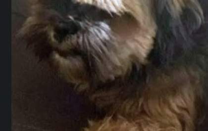 Família procura por Mili, cachorrinha desaparecida no Santos Dumont