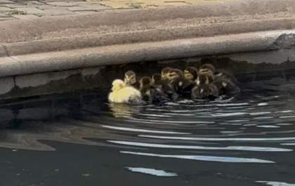 Prefeitura tenta resgatar filhotes de pato em fonte de praça em Araçatuba