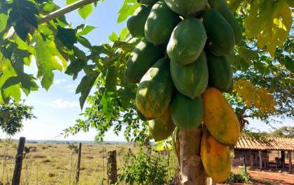 Três Lagoas lidera produção de mamão e se destaca em frutas em MS