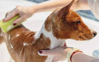 40 bairros de Araçatuba ganham empresas do Setor pet nos primeiros 8 meses do ano