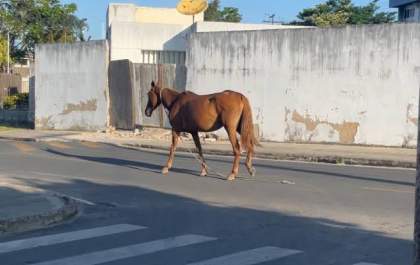 Prefeitura orienta sobre apreensão de animais soltos