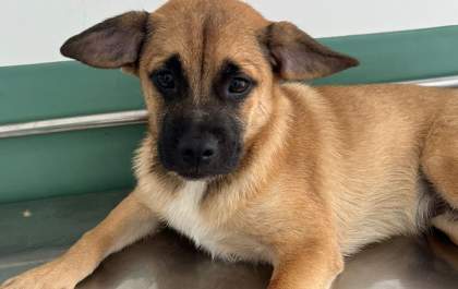 Clínica Meu Pet alerta para aumento de casos de parvovirose em cães jovens