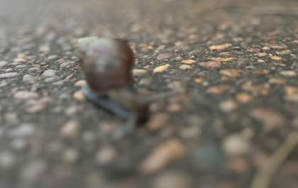 Caramujos africanos invadem quintais de TL no período de chuvas