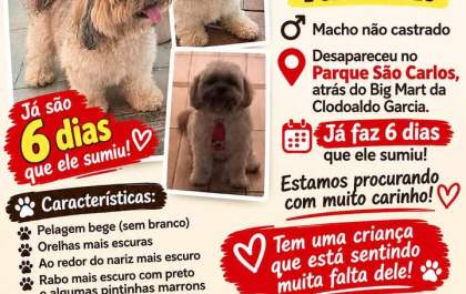 Família procura por Bento, cachorro desaparecido há 7 dias em Três Lagoas