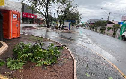 Chuva provoca queda de árvore e risco de poste em pontos de Três Lagoas