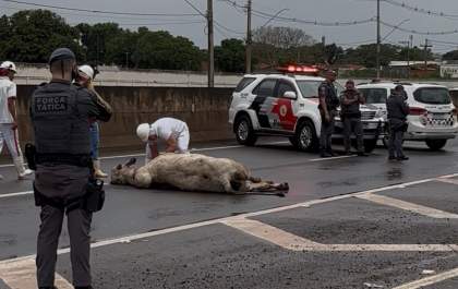 Bois escapam de frigorífico e invadem rodovias em Araçatuba