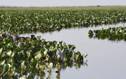 Três Lagoas tem índice de 1,84 no ICMS Ecológico