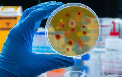 Vacina brasileira contra malária será testada em humanos