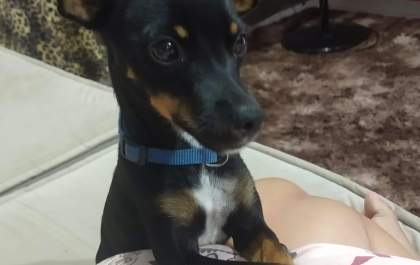 Pinscher Nick desaparece na Vila Nova, em Três Lagoas