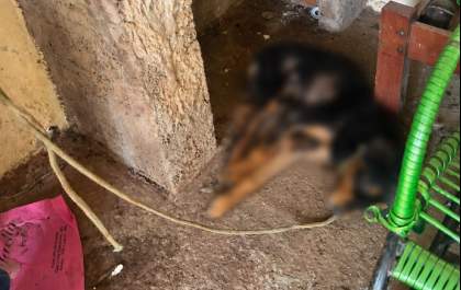 Ação conjunta entre Prefeitura e Polícia Militar resgata cão vítima de maus-tratos no Jardim Itamarati