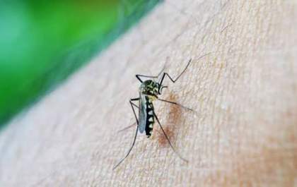 Saúde de Três Lagoas reforça monitoramento de mosquitos