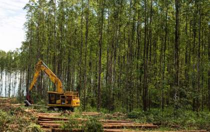 Suzano abre 15 vagas de emprego em Três Lagoas e Ribas do Rio Pardo
