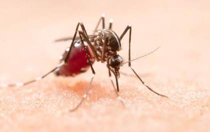 Clima favorece avanço da dengue no Brasil