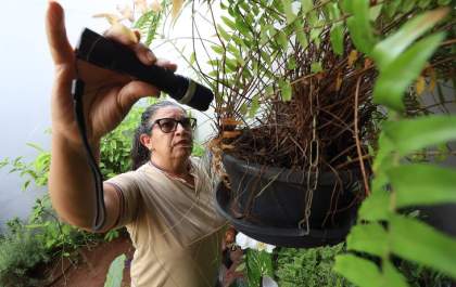 MS confirma 31 mortes por chikungunya e registra mais de 10,8 mil casos em 2026