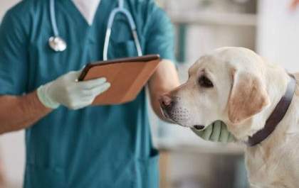 Três Lagoas amplia atendimento veterinário nas ruas