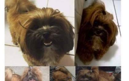 Homem furta cachorro, ameaça casal por recompensa e polícia faz plano para prisão